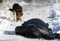 Жертва обстрелов в Донецке
