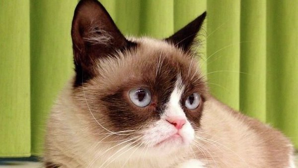 Grumpy Cat - Сердитый кот