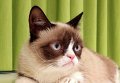 Grumpy Cat - Сердитый кот