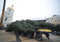 На Софийской площади начали устанавливать елку