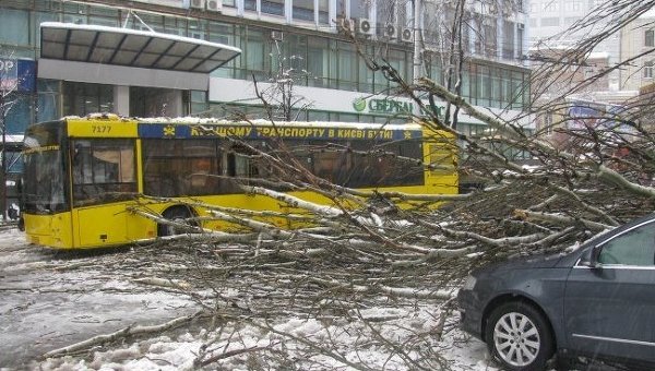 Дерево упало на пассажирский автобус в Киеве