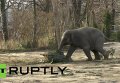 Слоны в Берлинском зоопарке съели рождественские елки