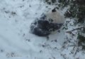 Маленькая панда впервые увидела снег. Видео