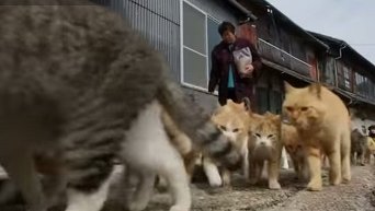 В Японии обнаружен остров кошек. Видео