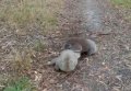Битва коал. Видео