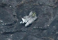 Обломок разбившегося А320. Airbus A320 бюджетной авиакомпании Germanwings во вторник днем разбился в труднодоступном районе французских Альп. В катастрофе лайнера, следовавшего из Барселоны в Дюссельдорф, по последним данным, погибли 150 человек.