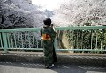 В японском Токио зацвели вишни