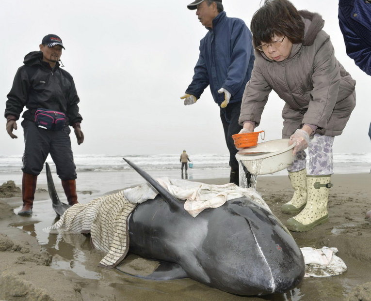 Местные жители пытаются спасти дельфина на побережье к северо-востоку от Токио