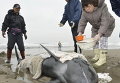 Местные жители пытаются спасти дельфина на побережье к северо-востоку от Токио