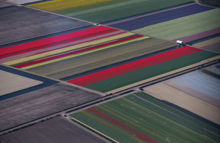 Поля с тюльпанами в голландском городе Кекенхоф