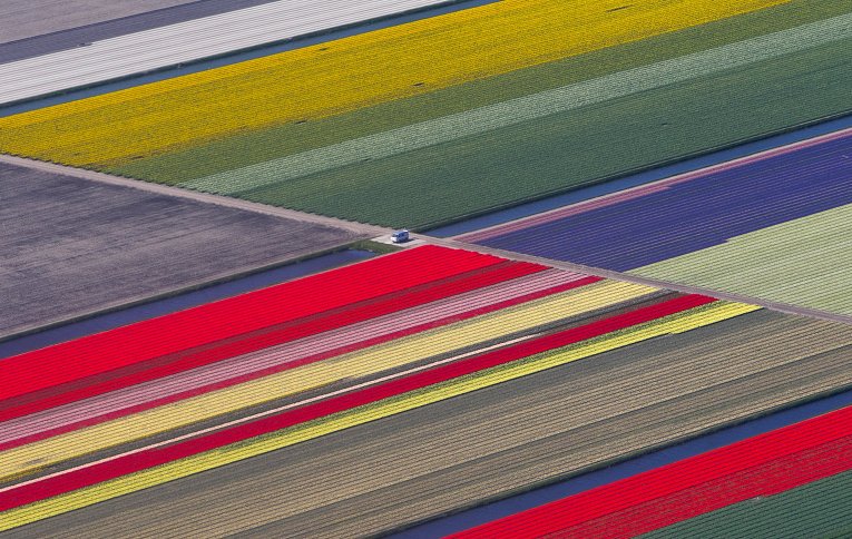 Цветочные поля близ парка Кекенхоф в городе Лиссе, Нидерланды