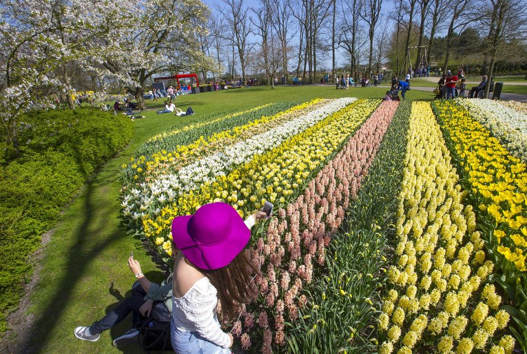 Цветочные поля в парке Кекенхоф в Нидерландах