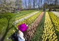 Цветочные поля в парке Кекенхоф в Нидерландах