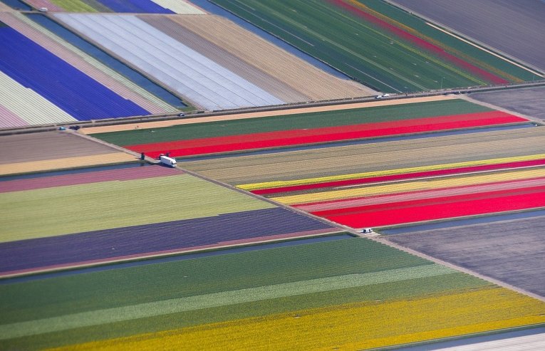 Цветочные поля близ парка Кекенхоф в городе Лиссе, Нидерланды