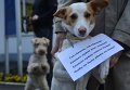 Митинг против травли собак