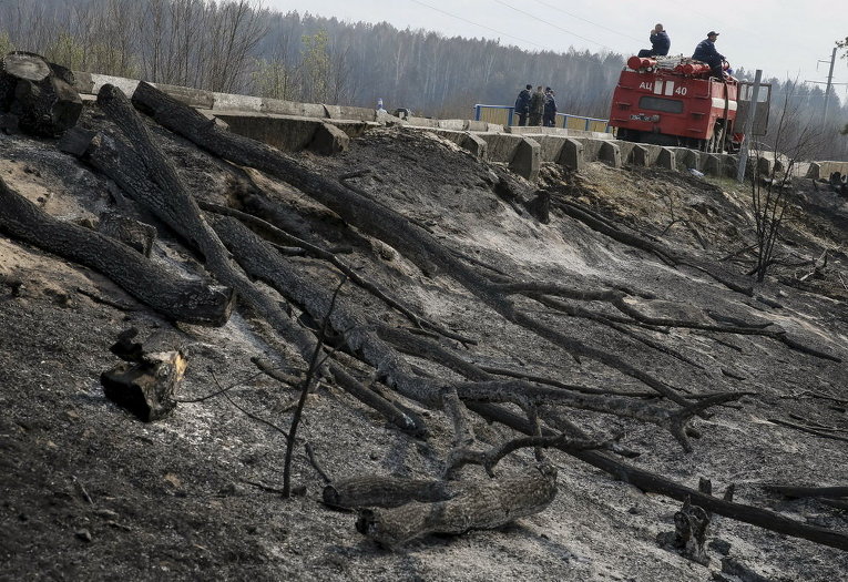 Пожарные возле сгоревшего дерева в селе Лубянка близ Чернобыля