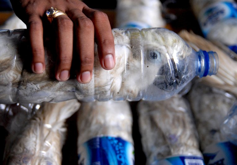 Таможенная полиция порта Танджунг Перак в Индонезии раскрыла контрабанду редких желтохохлых какаду. 24 птицы были упакованы в обрезанные пластиковые бутылки из-под воды. На чёрном рынке стоимость 1 такой особи составляет 1,000 долларов. Правоохранители освободили всех птиц и отправили на медицинский осмотр в местную ветлечебницу.