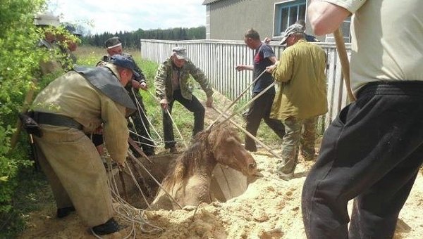 Житомирские спасатели спасли лошадь, провалившуюся в канализационный колодец
