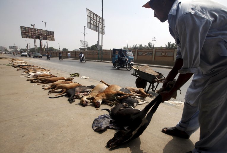 Работник муниципальной службы одного из городов Пакистана убирает трупы бездомных собак, которых отравили ядом