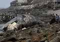 15-метровый кит выбросился на берег в Южной Калифорнии.