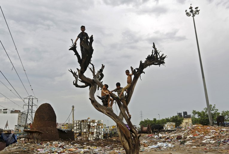 Дети играют на мертвом дереве в Нью-Дели, Индия.