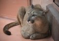 В Киевской области открывается зоопарк - XII месяцев