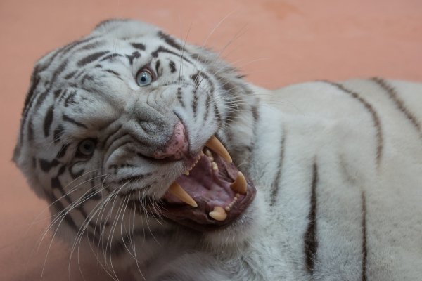 В Киевской области открывается зоопарк - XII месяцев