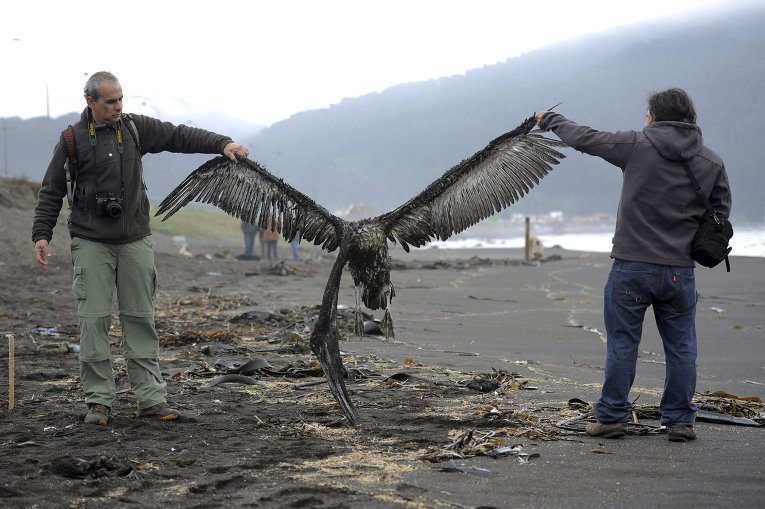 Чилийские власти начали расследование причин загадочной гибели 1,3 тысячи птиц на пляжах юга страны