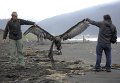 Чилийские власти начали расследование причин загадочной гибели 1,3 тысячи птиц на пляжах юга страны