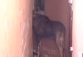 В Буче лось зашел в подъезд жилого многоквартирного дома. Видео