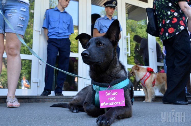 Владельцы собак и зоозащитники пикетировали МВД в связи с продолжением массовых случаев отравления собак, в Киеве