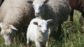 Овцы на пастбище