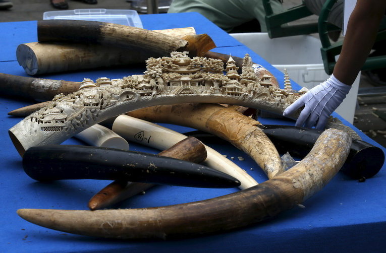 Церемония уничтожения конфискованных слоновьих костей в Пекине, Китай
