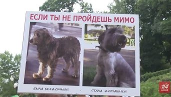 В Киеве прошла акция за права животных