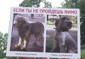 В Киеве прошла акция за права животных