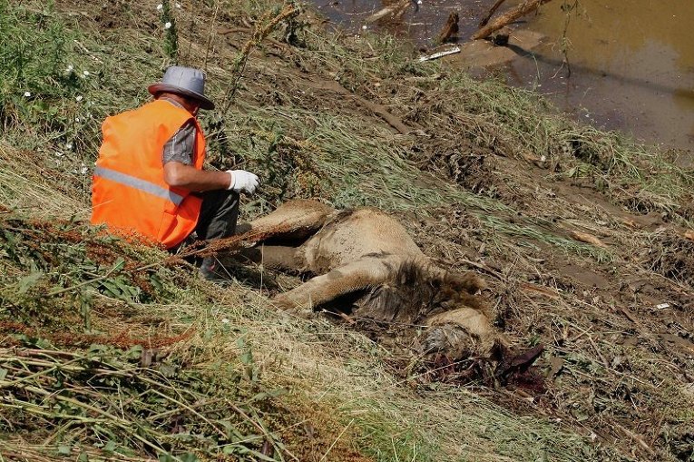 Рабочий возле тела погибшего льва во время наводнения в Тбилиси