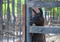 Расчистка заносов и спасение животных в зоопарке Тбилиси