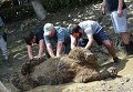 Расчистка заносов и спасение животных в зоопарке Тбилиси