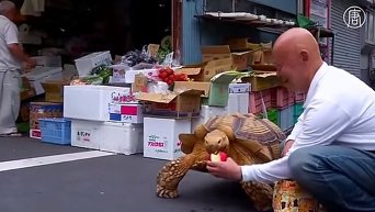 Японец и его гигантская черепаха. Видео