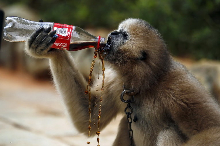 Гиббон пьет Coca cola в зоопарке в Куньмин, провинции Юньнань, Китай