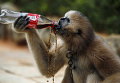 Гиббон пьет Coca cola в зоопарке в Куньмин, провинции Юньнань, Китай