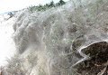 Необычное природное явление можно наблюдать на пляже в Сергеевке Белгород-Днестровского района Одесской области - заросли на дюнах песчаной косы (длина — 10 км!) оплетены паутиной.