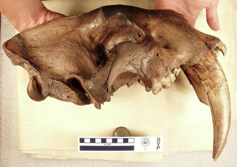 Окаменелая челюсть доисторического саблезубого кота в Американском музее естественной истории