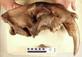 Окаменелая челюсть доисторического саблезубого кота в Американском музее естественной истории