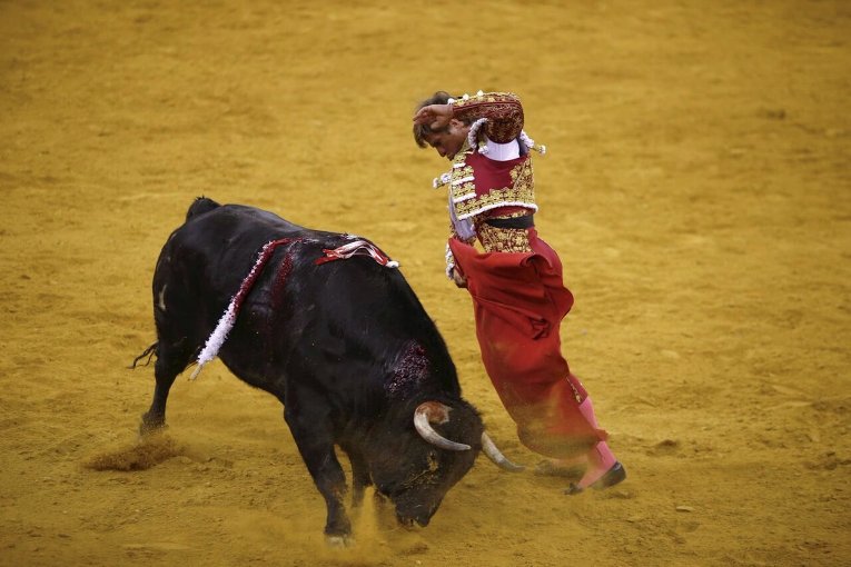 Торада или португальский бой с быками голыми руками