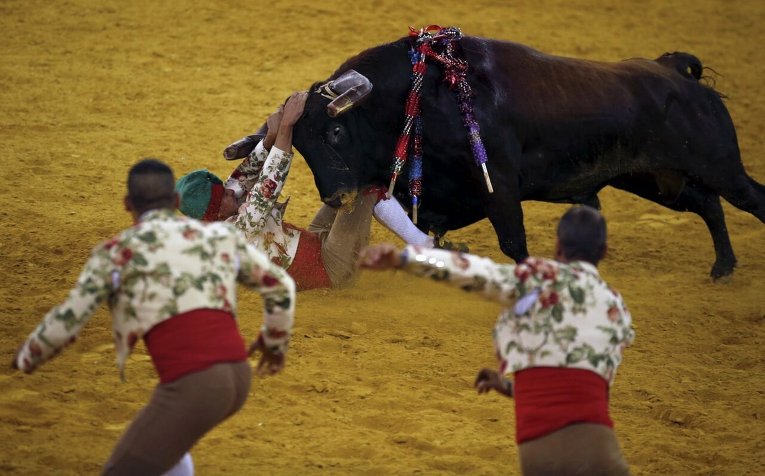 Торада или португальский бой с быками голыми руками