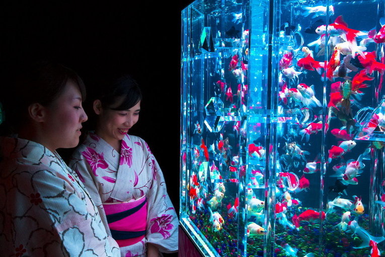 Выставка Art Aquarium в Токио