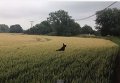 Собачье счастье: пес ныряет в поле пшеницы