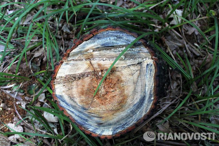 Уничтожение деревьев под Харьковом