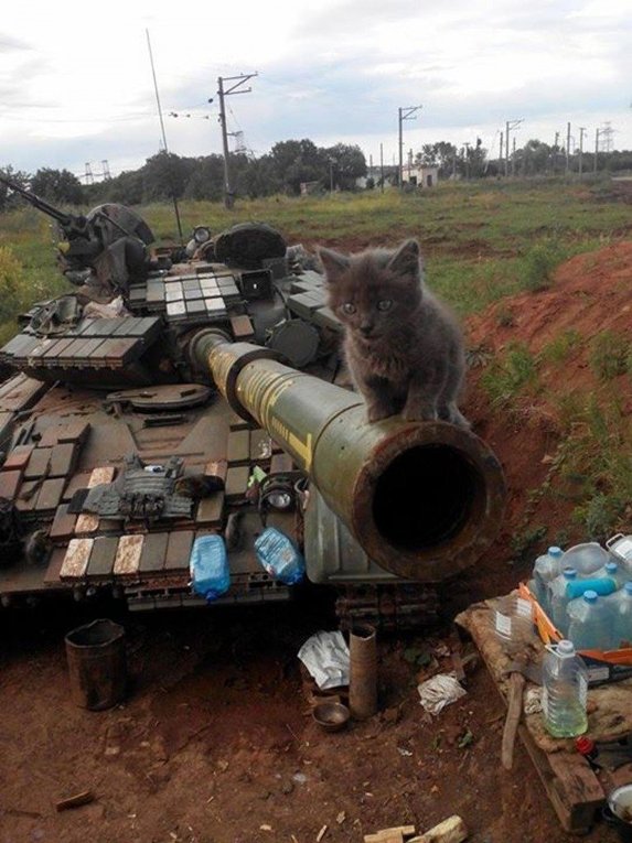 Животные на войне в Донбассе